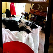 Nola is registered to the contest to win money with this photo: dog, black_and_white, blanket, resting, indoor, furniture, chair, red_dress, mannequin, wooden_floor, shelf, books, phone_screen, hand, table, cozy, home, relaxing, pet, living_room
