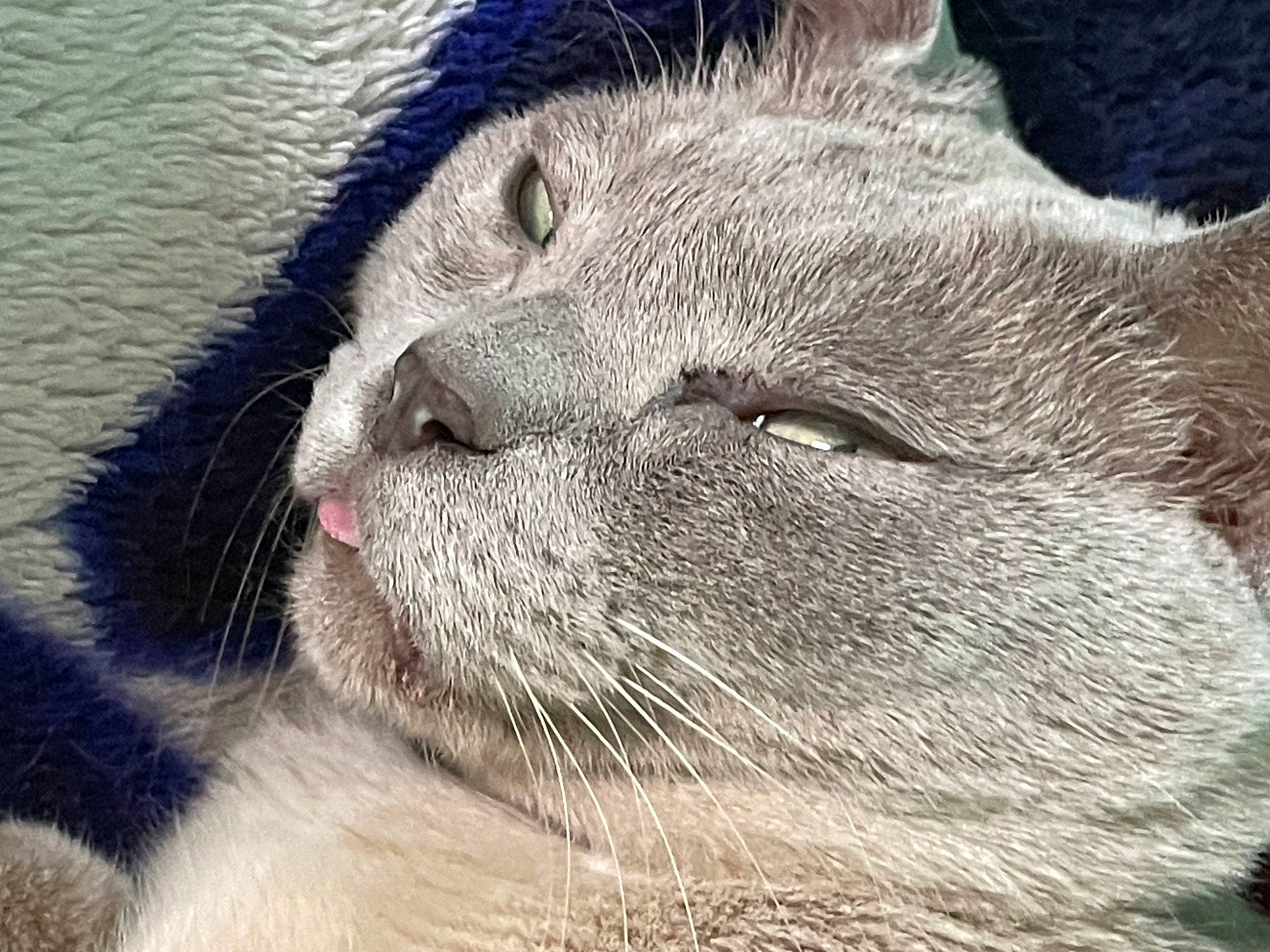 Ave is registered to the contest to win money with this photo: carnivore, cat, close_up, comfort, domestic_short_haired_cat, eye, felidae, fur, head, paw, small_to_medium_sized_cats, snout, terrestrial_animal, whiskers, wildlife