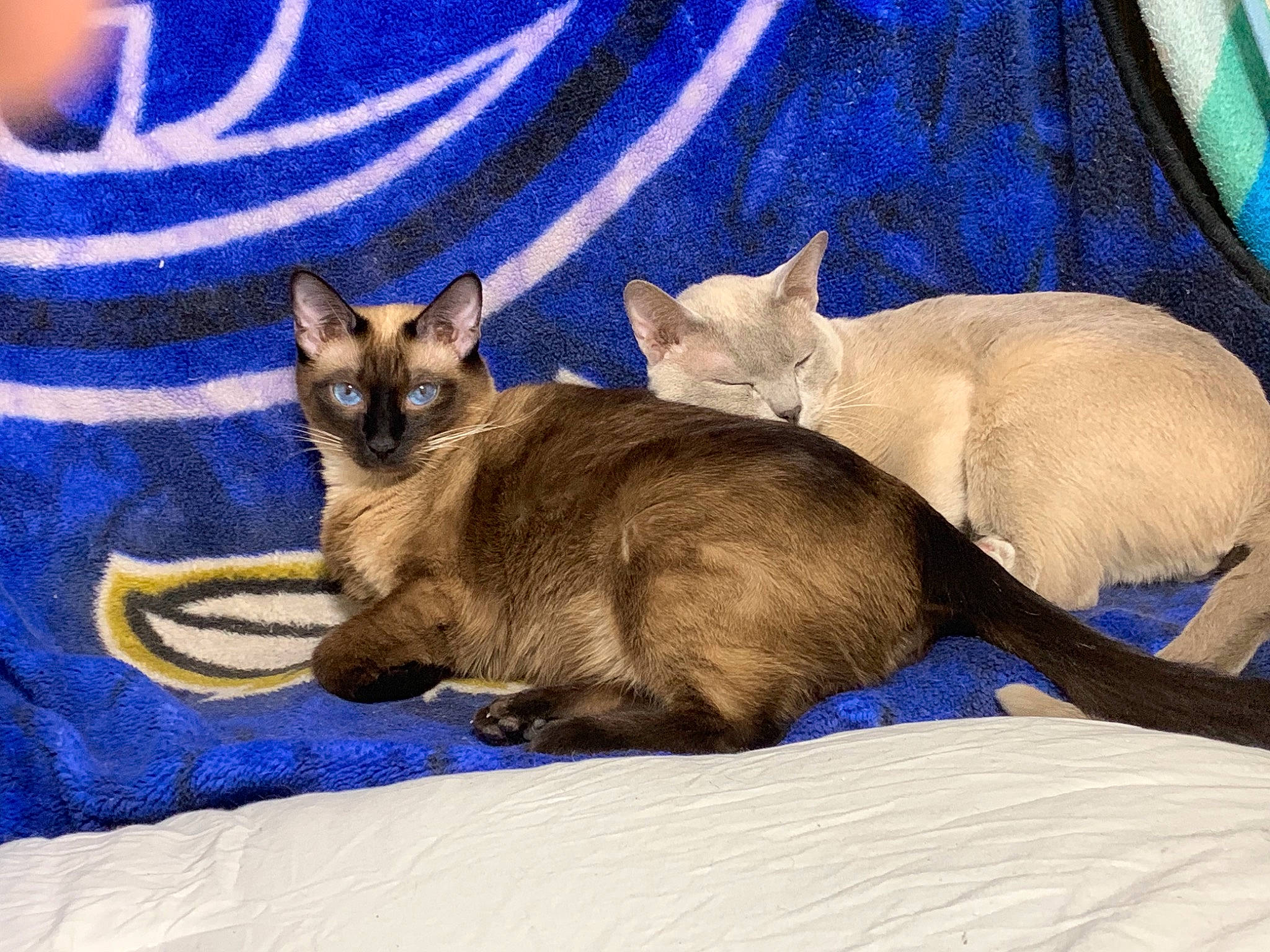 Izzy is registered to the contest to win money with this photo: azure, blue, carnivore, cat, comfort, domestic_short_haired_cat, electric_blue, fawn, felidae, fur, grey, linens, mammal, siamese, small_to_medium_sized_cats, snout, tail, thai, vertebrate, whiskers