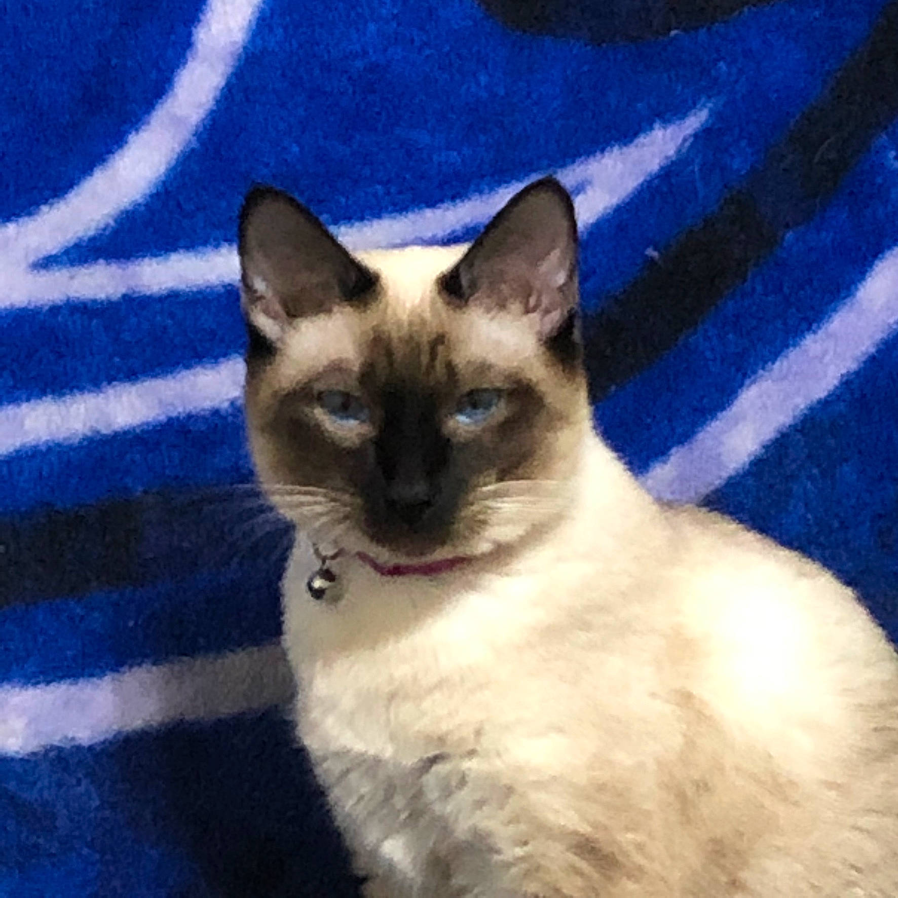 Izzy joined the competition — help win amazing prizes! birman, carnivore, cat, electric_blue, fawn, felidae, fur, iris, siamese, small_to_medium_sized_cats, snout, symmetry, tail, terrestrial_animal, whiskers