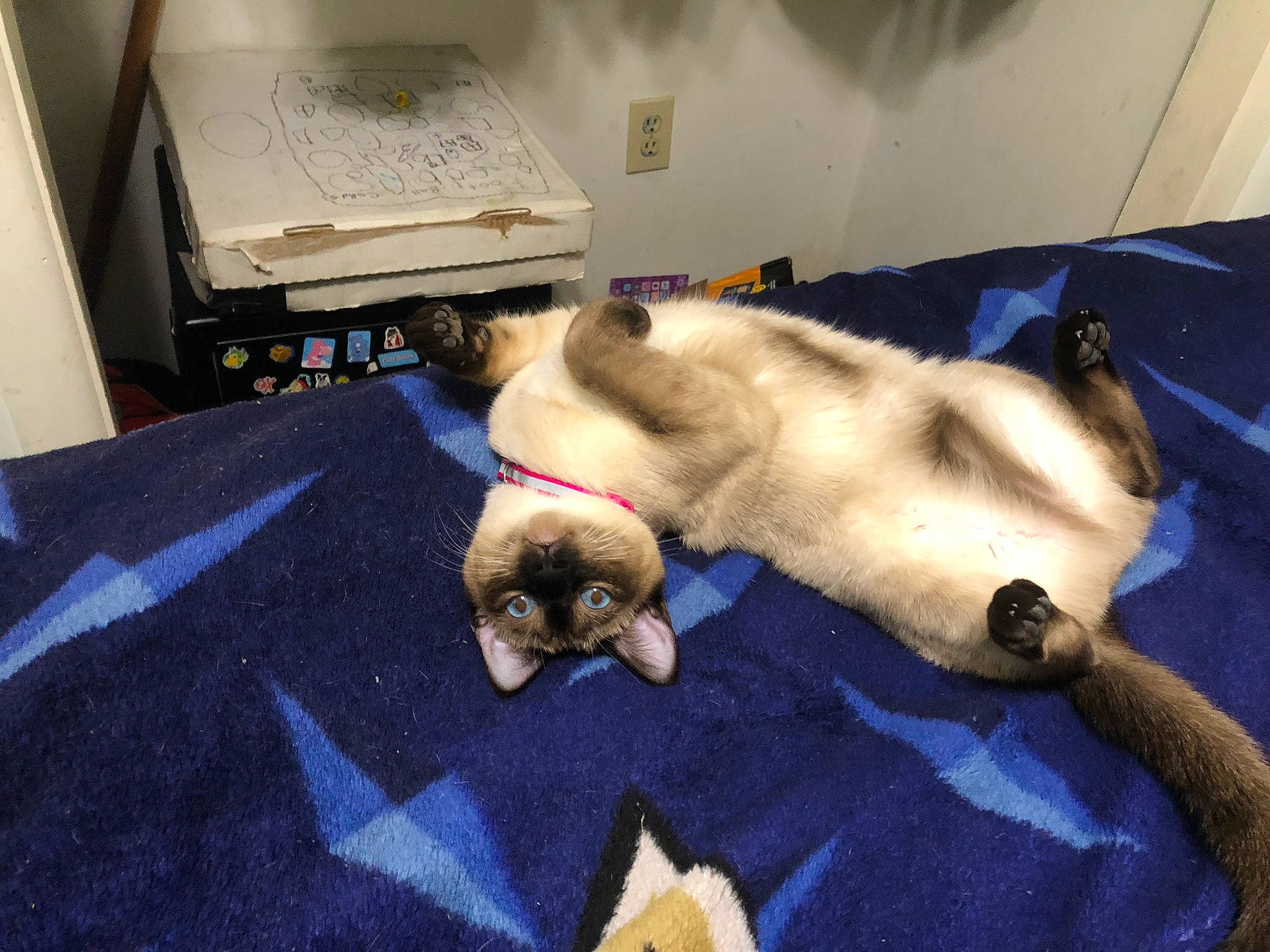 Izzy joined the competition — help win amazing prizes! bedding, carnivore, comfort, companion_dog, dog_breed, domestic_short_haired_cat, fawn, felidae, fur, linens, nap, paw, room, small_to_medium_sized_cats, snout, tail, thai, vertebrate, whiskers, working_animal