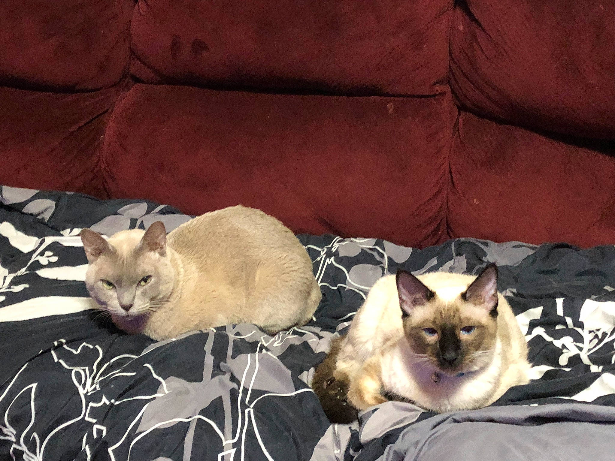 Ace is registered to the contest to win money with this photo: canidae, carnivore, cat, cat_bed, cat_supply, comfort, companion_dog, couch, fawn, felidae, fur, linens, plant, siamese, small_to_medium_sized_cats, snout, tail, vertebrate, whiskers, wildlife