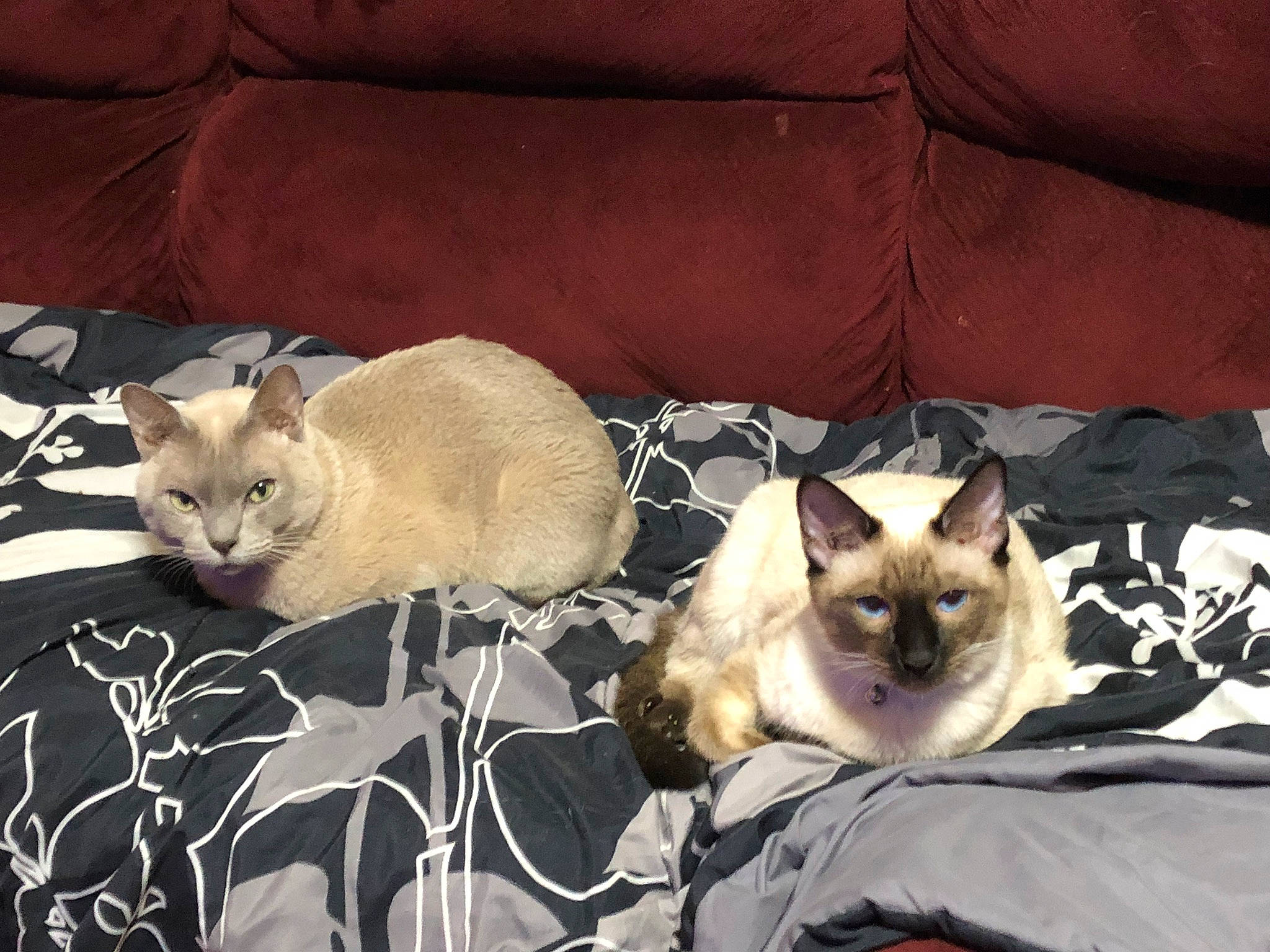 Ace joined the competition — help win amazing prizes! canidae, carnivore, cat, cat_supply, comfort, couch, domestic_short_haired_cat, fawn, felidae, fur, nap, siamese, small_to_medium_sized_cats, snout, tail, terrestrial_animal, tree, whiskers, wildlife, window