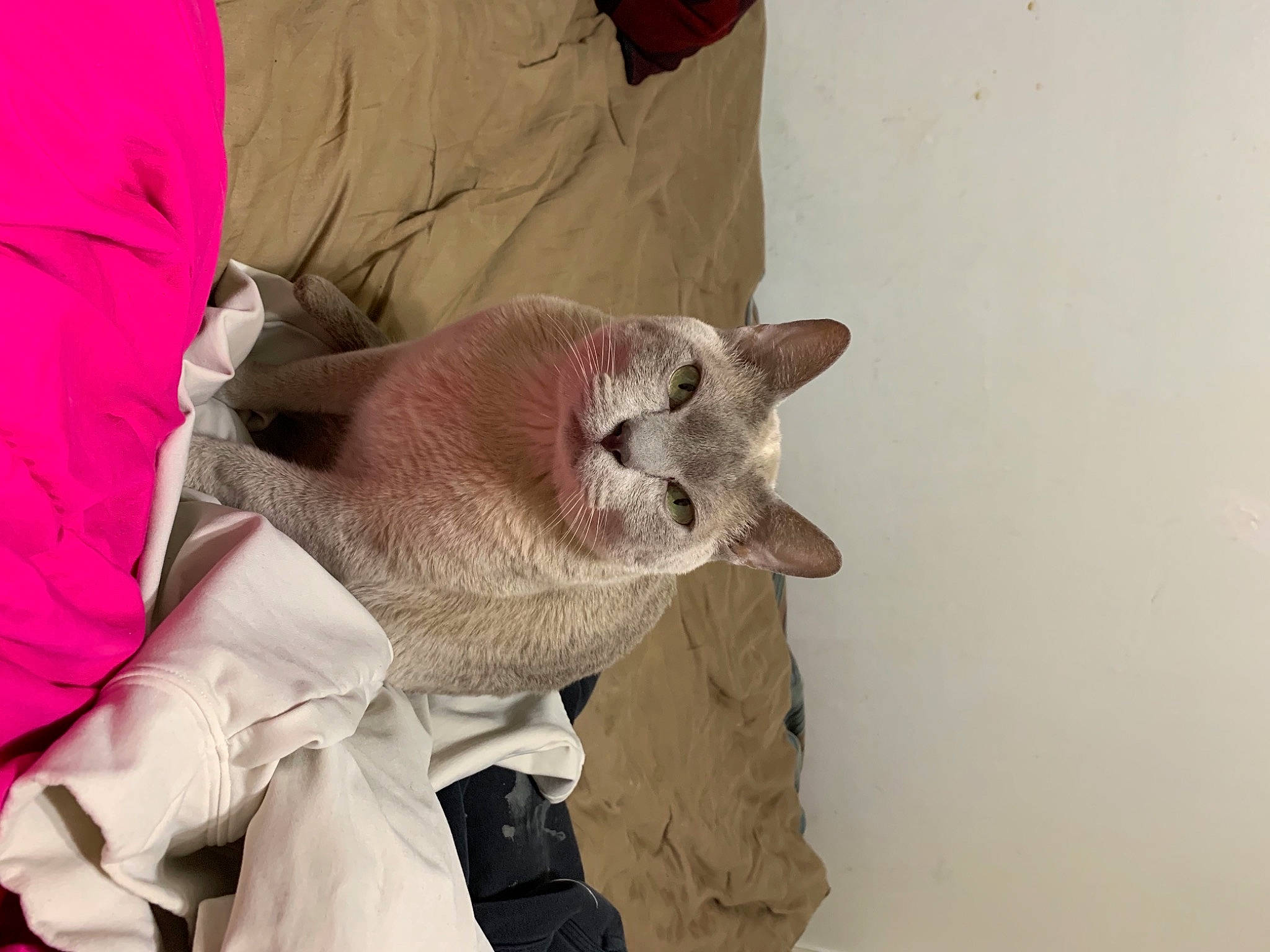 Ace is registered to the contest to win money with this photo: canidae, carnivore, cat, comfort, dog_breed, domestic_short_haired_cat, ear, fawn, felidae, fur, grey, jaw, linens, paw, small_to_medium_sized_cats, snout, tail, vertebrate, whiskers, wrinkle