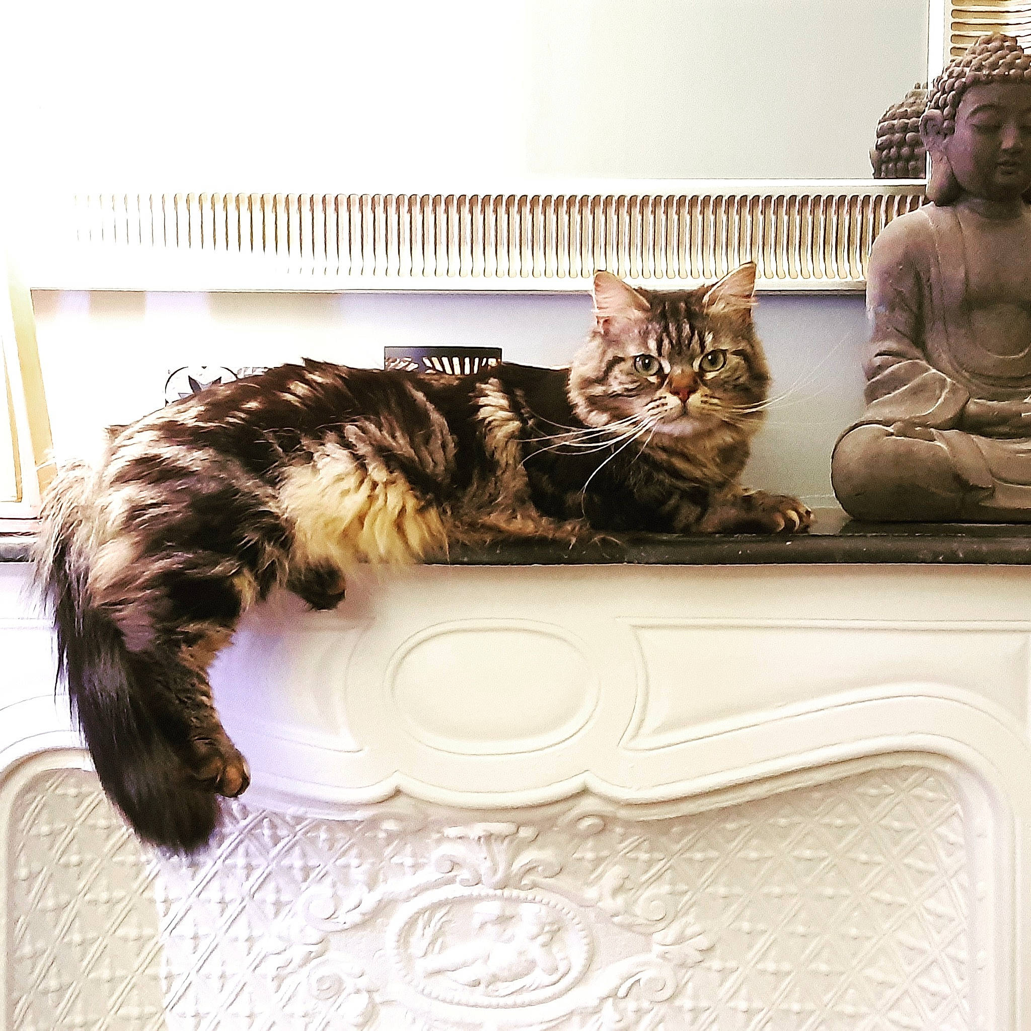 Odysse a rejoint le concours — aidez-le/la à gagner de superbes lots ! art, artifact, carnivore, cat, comfort, domestic_short_haired_cat, felidae, fur, paw, plant, rectangle, room, sculpture, sitting, small_to_medium_sized_cats, tail, tree, vehicle, whiskers, window