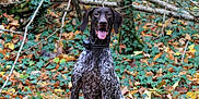 Ulla participe au concours pour gagner de l'argent avec cette photo : dog, autumn, forest, leaves, ivy, nature, outdoor, canine, speckled_coat, panting, tree, branch, sitting, happy, animal, fall, woodland, collar, pet, background