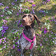 Ulla a rejoint le concours — aidez-le/la à gagner de superbes lots ! dog, outdoor, flower, grass, nature, pet, animal, brown, white, purple, green, leash, harness, spring, sunlight, sitting, cute, alert, garden, daytime