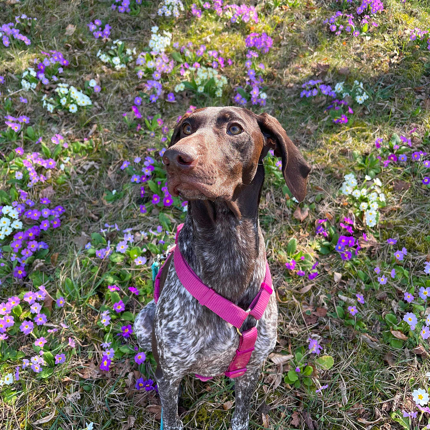 Ulla a rejoint le concours — aidez-le/la à gagner de superbes lots ! alert, animal, brown, cute, daytime, dog, flower, garden, grass, green, harness, leash, nature, outdoor, pet, purple, sitting, spring, sunlight, white