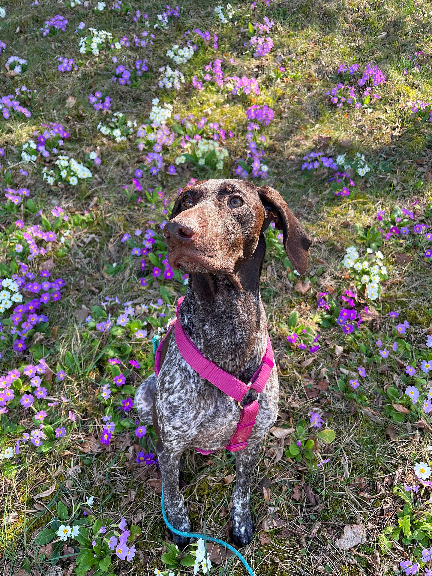 Ulla a rejoint le concours — aidez-le/la à gagner de superbes lots ! dog, outdoor, flower, grass, nature, pet, animal, brown, white, purple, green, leash, harness, spring, sunlight, sitting, cute, alert, garden, daytime