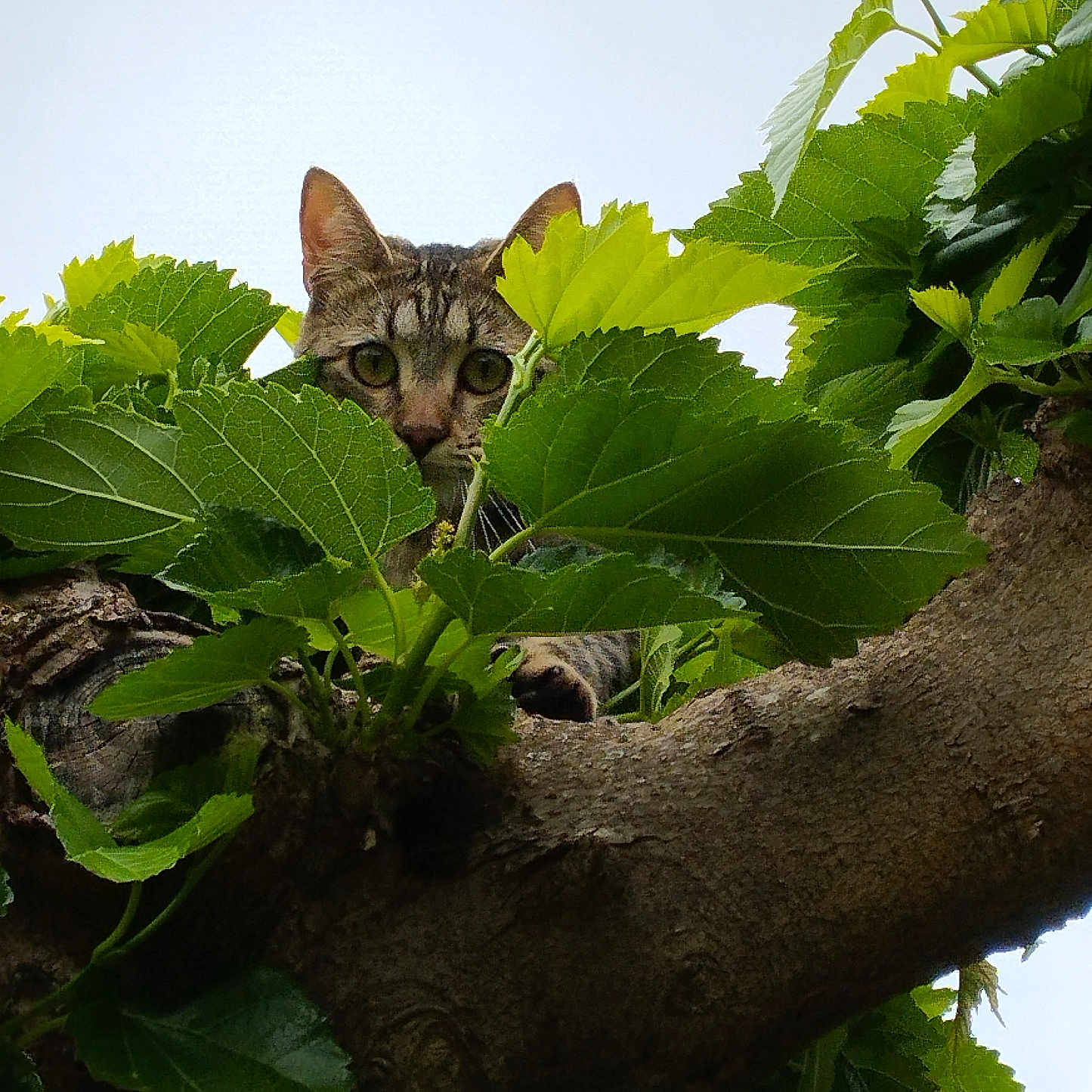 Victor participe au concours pour gagner de l'argent avec cette photo : abyssinian, animal, cat, flower, green, herbal, herbs, ivy, jungle, kitten, leaf, manx, nature, ocelot, pet, plant, soil, tree, treetrunk, vegetation