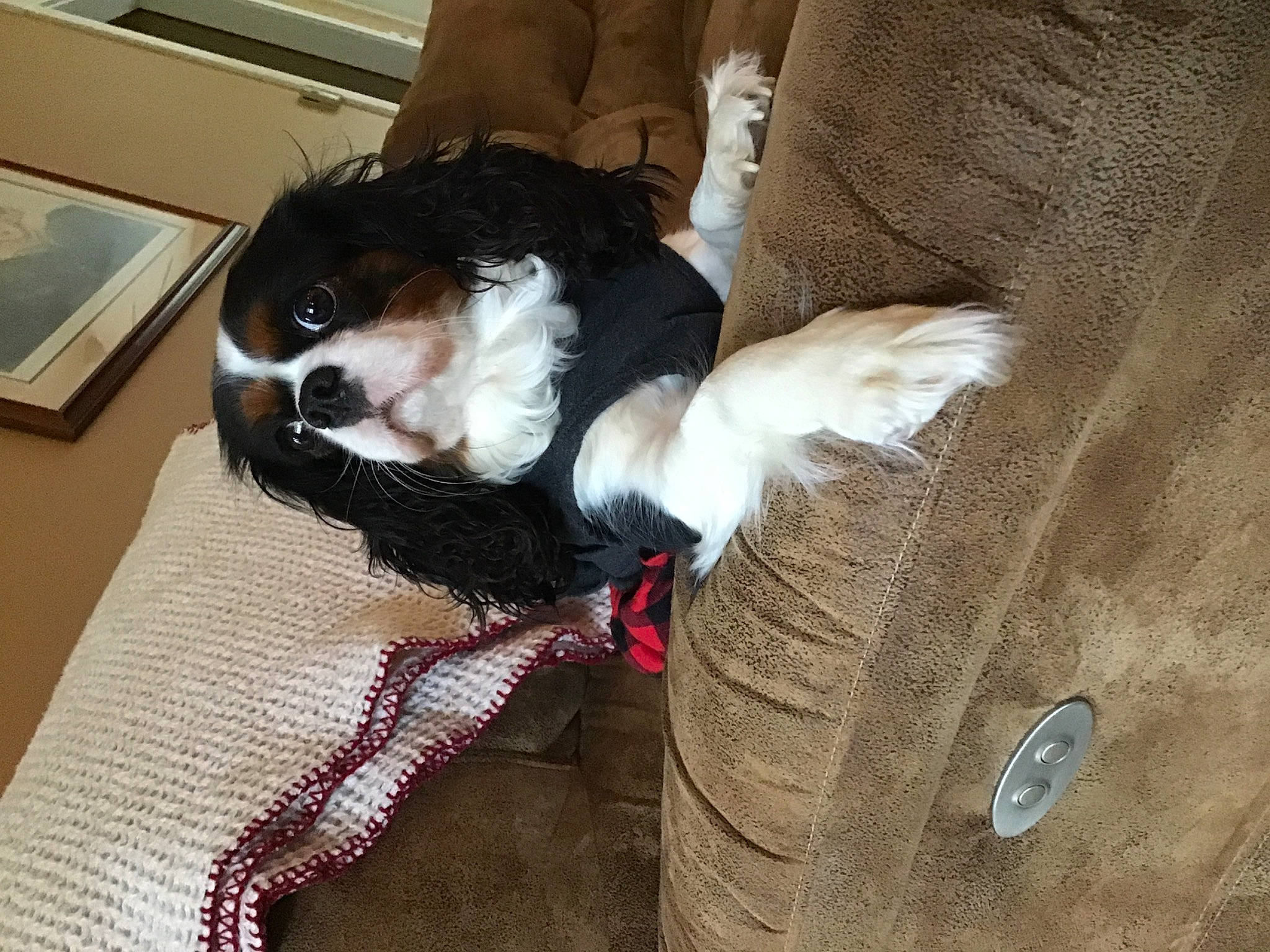Dory joined the competition — help win amazing prizes! bernese_mountain_dog, boston_terrier, canidae, carnivore, cavalier_king_charles_spaniel, companion_dog, dog, dog_breed, puppy, puppy_love, sporting_group