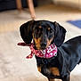 dog, dachshund, pet, indoor, bandana, black, brown, animal, cute, portrait, canine, floor, collar, closeup, ears, fur, domestic, standing, looking, background_blur