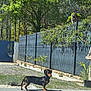 dog, dachshund, pet, outdoor, sunny, backyard, fence, greenery, plant, tile, shadow, small_dog, canine, nature, daylight, grass, tree, leaf, collar, animal