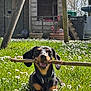 dog, dachshund, stick, grass, flowers, playhouse, outdoor, sunny, pet, animal, happy, nature, greenery, smiling, collar, canine, yard, wood, summer, daylight
