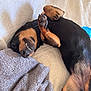 dog, pet, canine, lying_down, playful, blanket, couch, cozy, teeth, paw, fur, black_and_tan, snout, relaxed, indoor, collar, cute, smiling, resting, texture