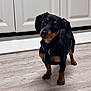 dog, dachshund, puppy, pet, indoor, floor, wooden_floor, kitchen, cabinet, black_and_tan, curious, cute, small_dog, collar, animal, canine, domestic_animal, looking_up, standing, ears