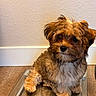 dog, puppy, pet, cute, fluffy, fur, indoor, scale, wood_floor, wall, small_dog, sitting, looking_away, adorable, companion, domestic_animal, animal, young_dog, brown_fur, white_fur