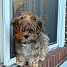 Lychee is registered to the contest to win money with this photo: puppy, dog, fluffy, fur, brick, screen_door, outdoor, pet, cute, adorable, mammal, small_dog, standing, brown_fur, white_fur, collar, window, guard, animal, young