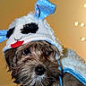 Lychee joined the competition — help win amazing prizes! dog, costume, pet, animal, fur, cute, face, ears, eyes, nose, whimsical, blue, red, warm_lighting, indoor, portrait, furry, adorable, closeup, decorative_lights