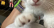 Buddy joined the competition — help win amazing prizes! cat, kitten, white_fur, gray_fur, close_up, portrait, large_eyes, pink_nose, whiskers, collar, colorful_collar, lying_down, blanket, soft_surface, indoor, home, figurines, shelf, cute, animal