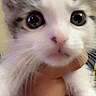 Buddy is registered to the contest to win money with this photo: cat, kitten, white_fur, fluffy, big_eyes, close_up, pet, animal, portrait, indoor, being_held, human_hand, whiskers, pink_nose, cute, adorable, feline, soft_fur, front_facing, photograph