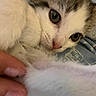Buddy joined the competition — help win amazing prizes! cat, kitten, fluffy, white_fur, gray_fur, close_up, pet, animal, whiskers, eyes, nose, pink_nose, lying_down, cuddling, human_hand, indoor, blanket, fabric, relaxed, portrait