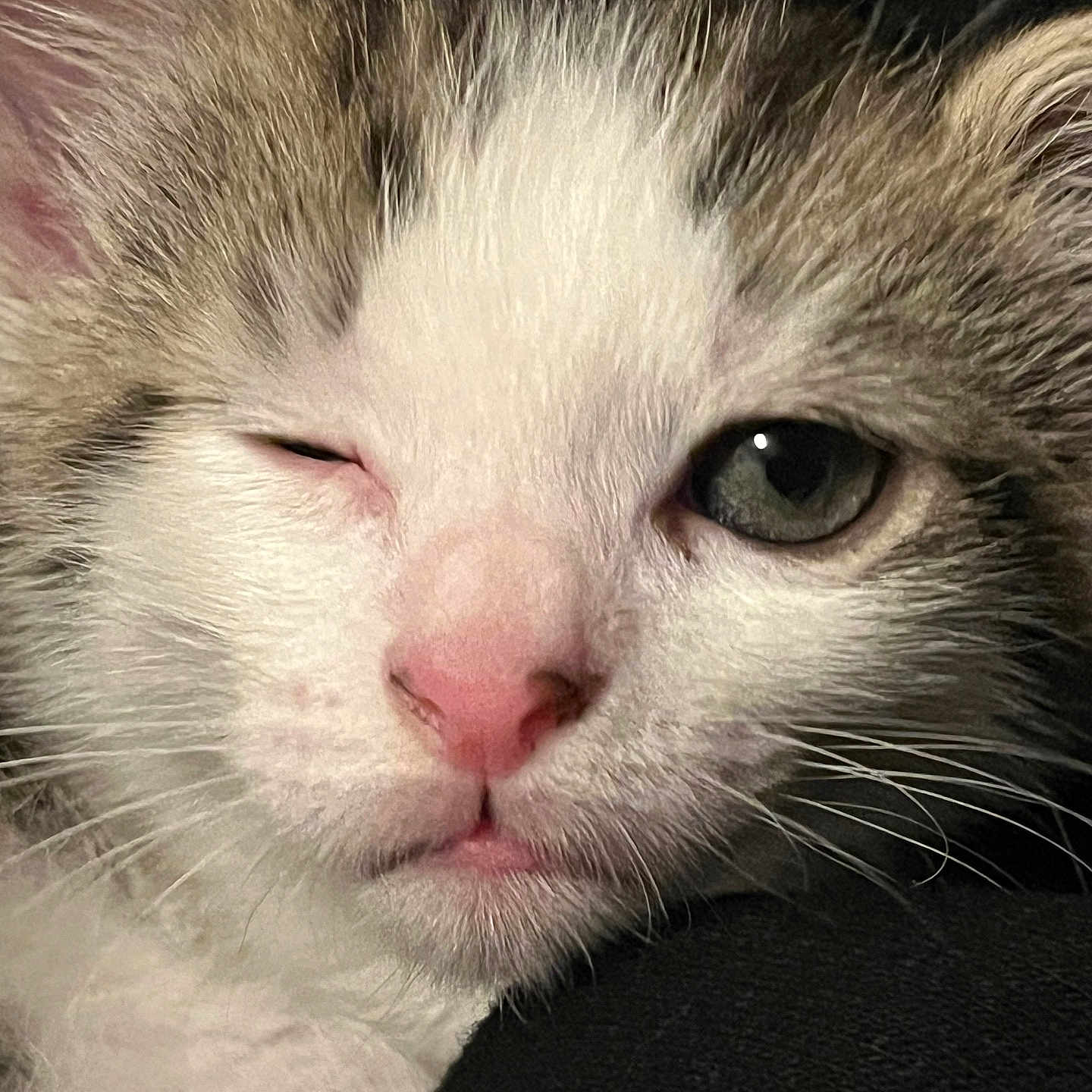 Buddy joined the competition — help win amazing prizes! cat, kitten, animal, pet, close_up, portrait, face, fur, fluffy, cream_fur, gray_fur, pink_nose, whiskers, green_eye, winking, sleepy, grumpy, indoors, black_background, photography