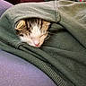 kitten, cat, sleeping, resting, blanket, green_blanket, cozy, cute, furry, face, whiskers, pink_nose, closed_eyes, indoor, home, soft_fabric, cuddly, portrait, holiday_decor, nap