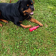 Thyson participe au concours pour gagner de l'argent avec cette photo : rottweiler, dog, grass, toy, red, outdoor, pet, animal, canine, playful, greenery, nature, summer, relaxed, garden_tools, paw_prints, happy, lying_down, black, brown