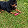 Thyson