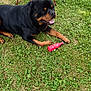 rottweiler, dog, grass, toy, red, outdoor, pet, animal, canine, playful, greenery, nature, summer, relaxed, garden_tools, paw_prints, happy, lying_down, black, brown