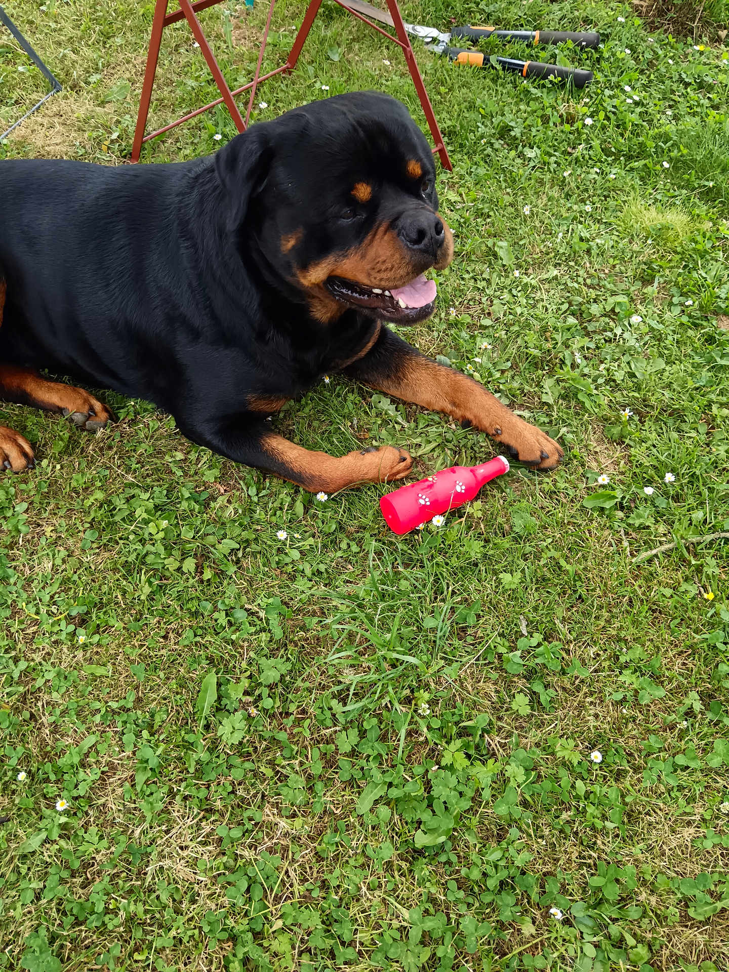 Thyson participe au concours pour gagner de l'argent avec cette photo : rottweiler, dog, grass, toy, red, outdoor, pet, animal, canine, playful, greenery, nature, summer, relaxed, garden_tools, paw_prints, happy, lying_down, black, brown