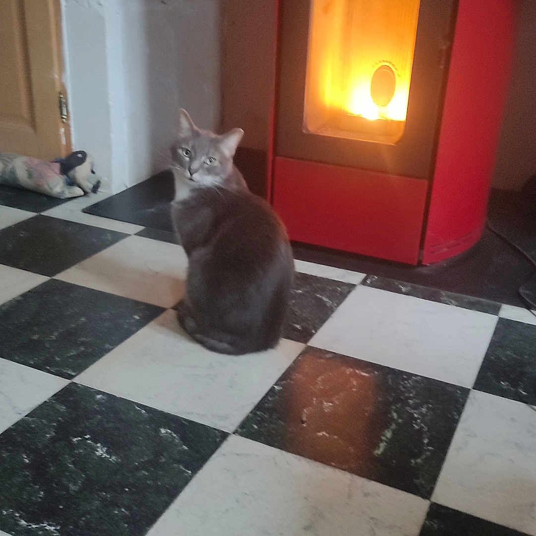 Zéphir participe au concours pour gagner de l'argent avec cette photo : animal, black_and_white_floor, cat, checkered_floor, cozy, domestic, door, floor, furniture, gray_cat, home, indoor, looking_back, pet, quiet, red_stove, relaxing, stove, stuffed_toy, warm_light