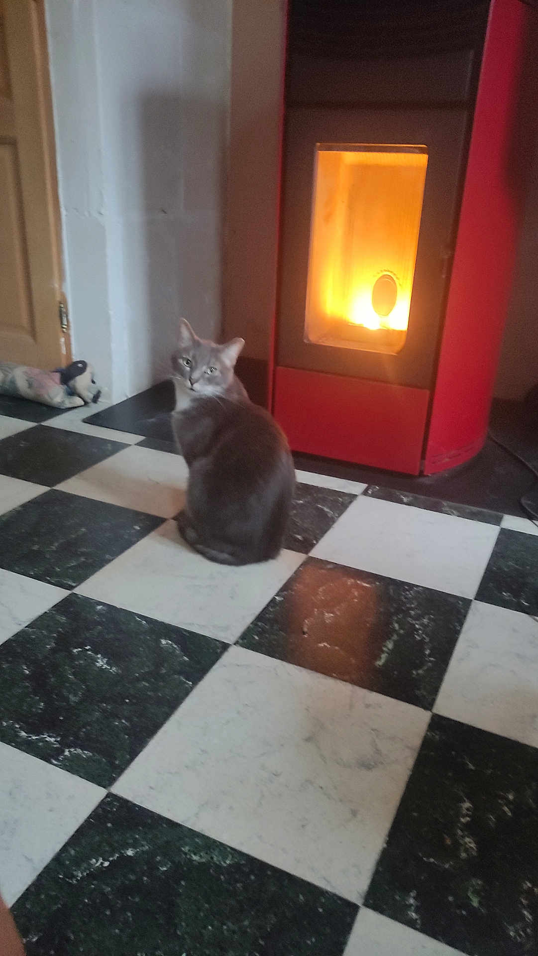Zéphir participe au concours pour gagner de l'argent avec cette photo : cat, gray_cat, indoor, checkered_floor, black_and_white_floor, stove, red_stove, warm_light, door, stuffed_toy, pet, animal, floor, cozy, home, furniture, quiet, relaxing, looking_back, domestic