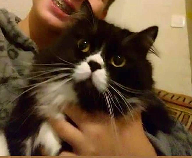 Micky participe au concours pour gagner de l'argent avec cette photo : asian, black_cat, carnivore, cat, domestic_long_haired_cat, domestic_short_haired_cat, ear, european_shorthair, felidae, fur, kitten, maine_coon, mammal, norwegian_forest_cat, polydactyl_cat, small_to_medium_sized_cats, snout, tabby_cat, vertebrate, whiskers