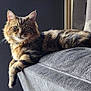 animal, cat, couch, cozy, cute, domestic, ears, fur, furniture, green_eyes, home, indoor, lounging, mammal, pet, portrait, relaxed, resting, tabby, whiskers
