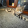 animal, carpet, cat, closeup, curious, domestic_cat, ears, eyes, floor, furniture, home, indoor, pet, reflection, relaxed, stretching, striped_fur, tabby, whiskers, wooden_cabinet