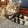 animal, carpet, cat, closeup, domestic, feline, fur, glass_door, green_eyes, home, indoor, natural_light, pet, portrait, relaxed, resting, striped, tabby_cat, whiskers, wooden_cabinet