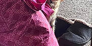 Remi is registered to the contest to win money with this photo: animal, bag, carpet, cat, cozy, curious, domestic_cat, feline, floor, fluffy, household, indoor, looking, patterned_bag, pet, pink_bag, sitting, slipper, tabby, wooden_floor