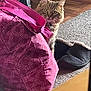 animal, bag, carpet, cat, cozy, curious, domestic_cat, feline, floor, fluffy, household, indoor, looking, patterned_bag, pet, pink_bag, sitting, slipper, tabby, wooden_floor