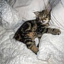 Remi joined the competition — help win amazing prizes! animal, blanket, comfort, cozy, cute, feline, fur, home, indoor, kitten, nap, pet, pillows, relaxing, resting, sleeping, small, soft, tabby, young