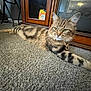 Remi joined the competition — help win amazing prizes! animal, carpet, cat, cozy, domestic, ears, expression, feline, floor, furniture, green_eyes, home, indoor, living_room, pet, relaxed, stretching, tabby, whiskers, wooden_cabinet