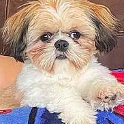 Samuel is registered to the contest to win money with this photo: animal, beige, blanket, brown, comfort, cozy, cute, dog, ears, eyes, face, fluffy, fur, indoor, nose, paw, pet, resting, small_dog, white