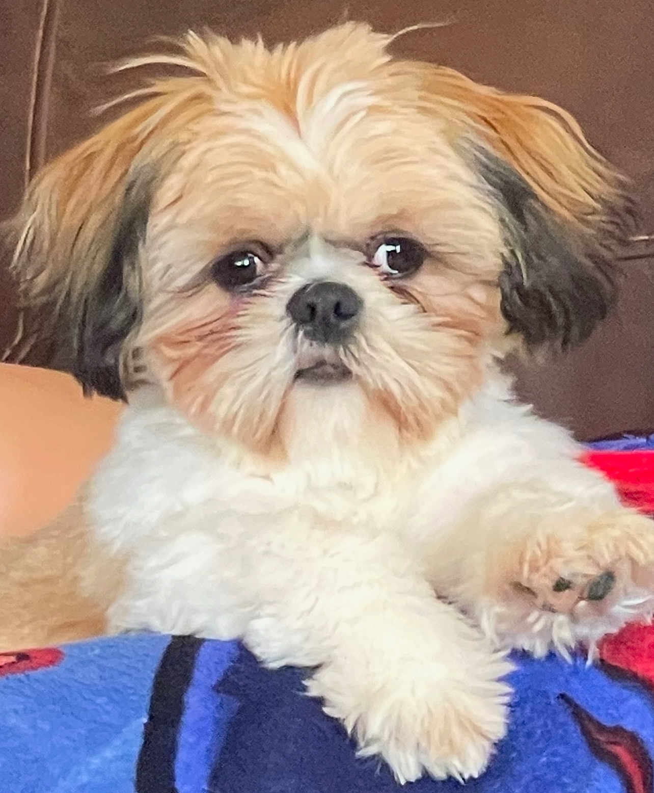 Samuel is registered to the contest to win money with this photo: animal, beige, blanket, brown, comfort, cozy, cute, dog, ears, eyes, face, fluffy, fur, indoor, nose, paw, pet, resting, small_dog, white