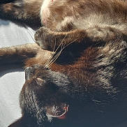 Hallow is registered to the contest to win money with this photo: cat, black_cat, whiskers, sleeping, sunlight, fur, pet, relaxing, closeup, cozy, animal, indoor, resting, cute, domestic_cat, feline, soft, comfort, nap, peaceful