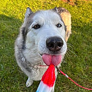Storm joined the competition — help win amazing prizes! dog, husky, popsicle, tongue, grass, outdoor, summer, pet, canine, red_leash, heterochromia, close_up, playful, animal, happy, nature, licking, colorful, summer_treat, sunlight