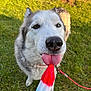 dog, husky, popsicle, tongue, grass, outdoor, summer, pet, canine, red_leash, heterochromia, close_up, playful, animal, happy, nature, licking, colorful, summer_treat, sunlight