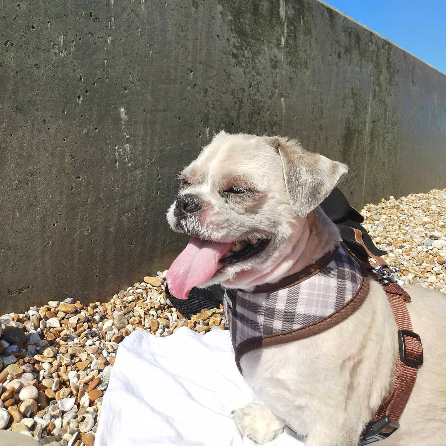 Butbut joined the competition — help win amazing prizes! carnivore, collar, companion_dog, dog, dog_breed, dog_clothes, dog_collar, dog_supply, eyewear, fawn, leash, pet_supply, sky, snout, sporting_group, sunglasses, toy_dog, whiskers, working_animal, wrinkle