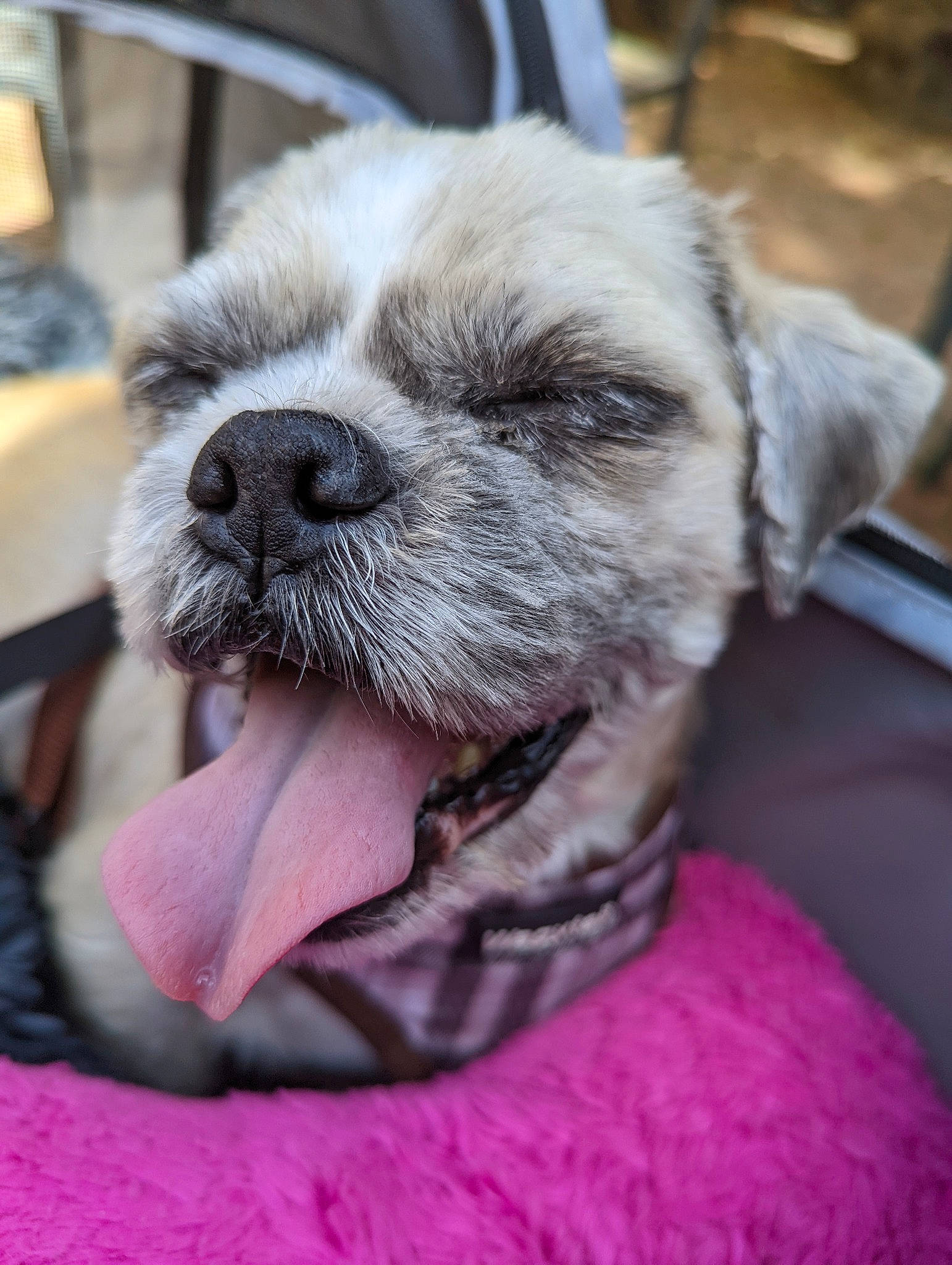 Butbut is registered to the contest to win money with this photo: canidae, carnivore, collar, companion_dog, dog, dog_breed, dog_collar, ear, fang, fur, leash, pet_supply, puppy_love, snout, sporting_group, terrestrial_animal, toy_dog, whiskers, working_animal, wrinkle