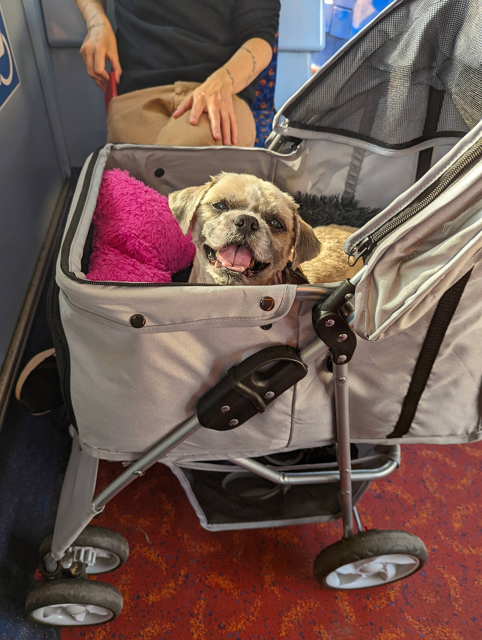 Butbut joined the competition — help win amazing prizes! baby_carriage, baby_products, bag, bicycle_accessory, canidae, carnivore, companion_dog, dog, dog_breed, fashion_accessory, fawn, folding_chair, leash, motor_vehicle, sneakers, sporting_group, tire, toy_dog, vehicle, wheel